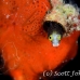 blenny_secretary_pi_jar_h_0109_cub2005.jpg